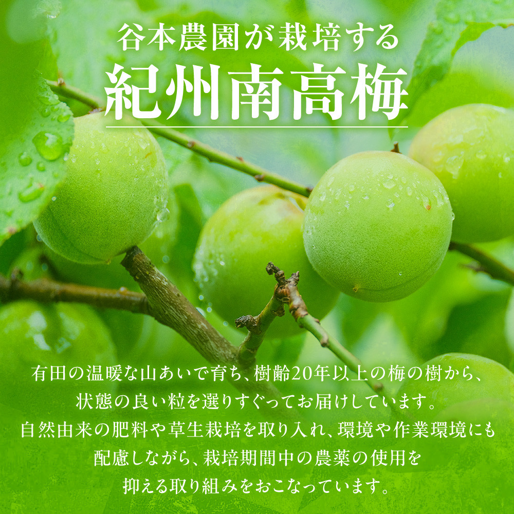 手もぎ 完熟南高梅 10kg 大粒 3Lサイズ以上 谷本農園 CX064_イメージ2