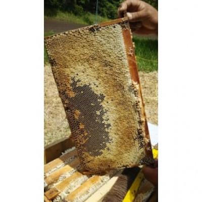 ふるさと納税 高山村 吾妻養蜂場の「無添加　完熟はちみつ」　120g×3個 |  | 02