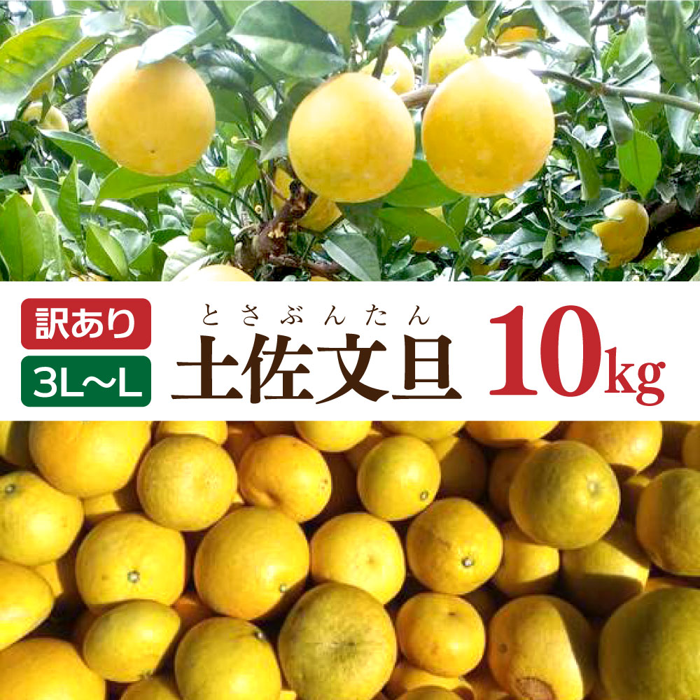 土佐文旦 文旦 訳あり 大玉入り 10kg 10キロ 3L～L ぶんたん ブンタン フルーツ 柑橘 みかん 果物 くだもの 柑橘類 デザート 家庭用 ご自宅用 お取り寄せ 国産