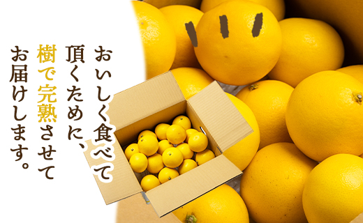 【2026年出荷分】【贈答用】ハウス小夏(日向夏) 5kg 高知 土佐 こなつ 果物 フルーツ 土佐の高知のくだもの畑 【先行予約】 - 柑橘 おいしい 国産 贈答用 お礼 御礼 kd-0032