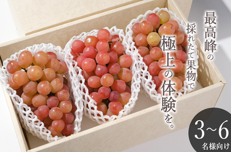 甲州市産 大粒サンシャインレッド 3房入（1房 約630g）自然農法【2026年発送】（BNC）H-425 サンシャインレッド フルーツ