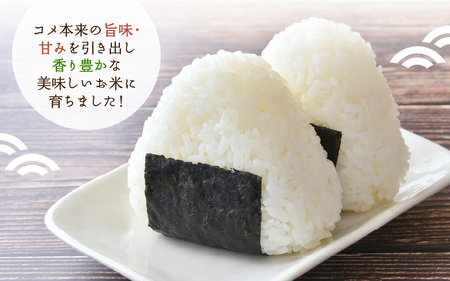【先行予約】令和7年産・新米 美浜町太田産「コシヒカリ」 白米 5kg×1袋【2025年10月上旬以降順次発送予定】【 精米 福井県 美浜町産 特A 白米 こめ コメ お米 おこめ こしひかり 5キロ