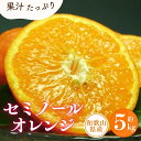 【ふるさと納税】 セミノールオレンジ 約5kg/サイズおまかせ　※2025年4月中旬～5月下旬頃に順次発送予定(お届け日指定不可)　紀伊国屋文左衛門本舗