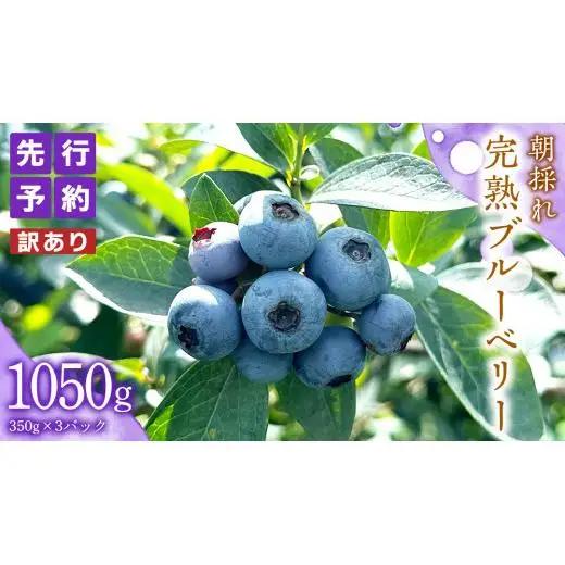 ≪先行予約≫【 訳あり 】 朝採れ 完熟 ブルーベリー 1050g ( 350g × 3パック ) 【 2026年 7月中旬頃より発送開始 】