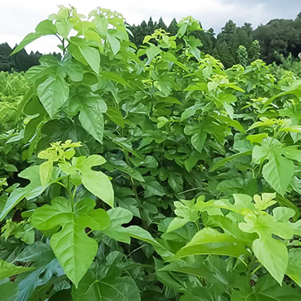 峯樹木園 桑の葉発酵茶 60g（3g×20包）お茶[AYAB042]