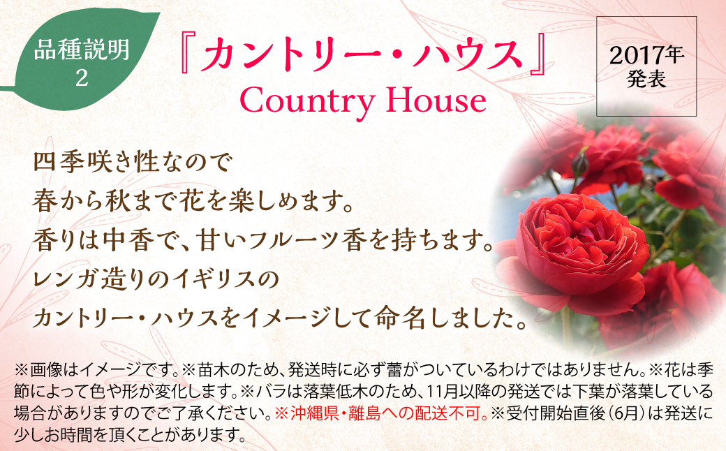 【Apple Roses】バラ苗『カントリー・ハウス』新苗育成苗6号ポット植え HNNH029