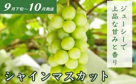 ［3回定期便］ 信州フルーツ3回コース ［小布施屋］ 定期便 先行予約 フルーツ 数量限定 白桃 シャインマスカット ぶどう りんご お楽しみ 3回お届け 長野県産 信州産 令和8年産 【2026年7