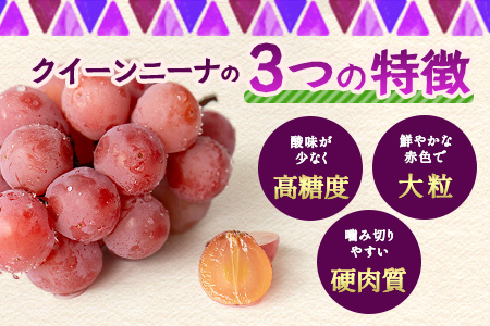 【先行予約】ぶどう クイーンニーナ 約2kg 3～4房【2026年8月下旬～9月下旬配送予定】朝採れ即日発送 新鮮 生産者直送 果物 フルーツ 冷蔵便 佐賀県 鹿島市 送料無料 C-39
