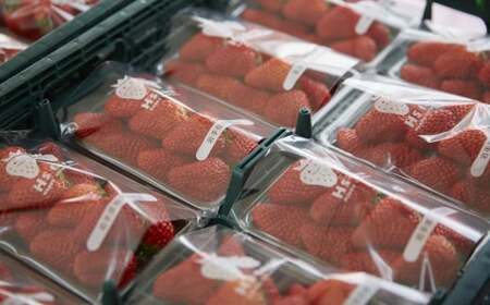 【先行予約】 いちご 紅ほっぺ 約1600g (200g×8パック) いちご