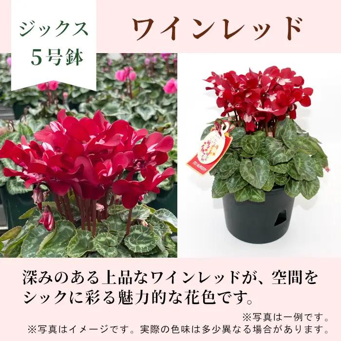 〈予約品〉【シクラメン：ジックス 】 ワインレッド 農林水産大臣賞受賞  愛知県産 シクラメン ５号鉢 花  プレゼント 贈り物 鉢花 鉢 ガーデン ガーデニング 高品質 クリスマス -280