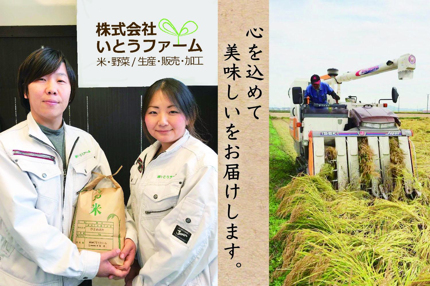 いとうファームの 令和6年産「ひとめぼれ」15kg / 米 お米 精米 白米 ご飯 産地直送 【itofarm004】