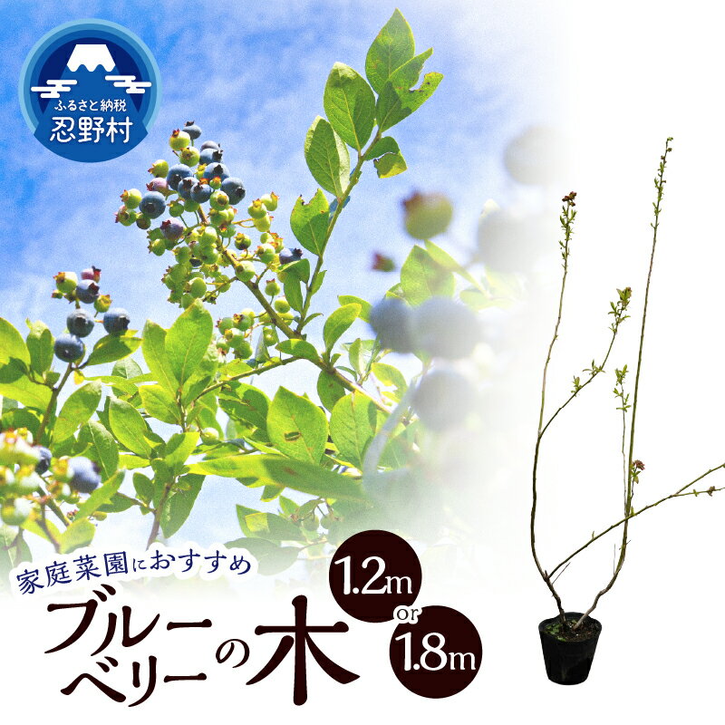 【ふるさと納税】ブルーベリーの木 植物 樹木 家庭菜園 果樹木 ガーデニング 植木 苗 庭木 送料無料 山梨県 忍野村