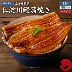 完全無投薬 仁淀川の伏流水で育てた贅沢うなぎ蒲焼き 中 (約150g×1尾 ) ギフトセット 池澤鮮魚 【池澤鮮魚オンラインショップ】 [ATBE005]