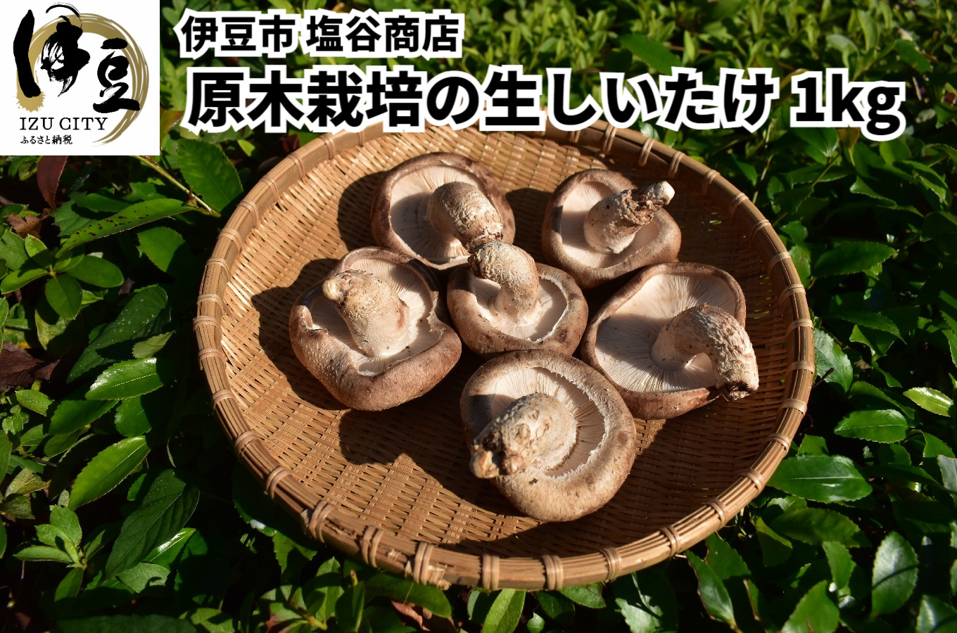 
無農薬 無肥料 伊豆産 原木 栽培 生しいたけ 1㎏　【椎茸 キノコ 肉厚 シイタケ 】　010-002
