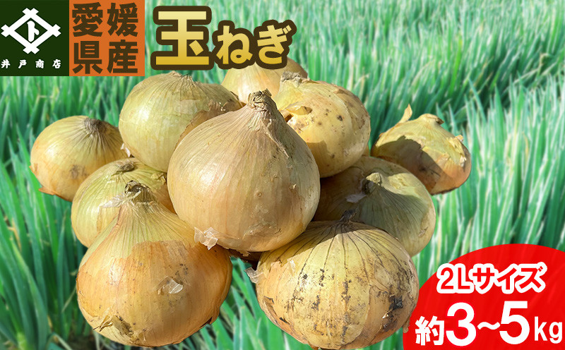 
玉ねぎ 約 3kg または 5kg 大玉 2Lサイズ｜ 野菜 玉ねぎ たまねぎ タマネギ 産地直送 期間限定 愛媛 松山
