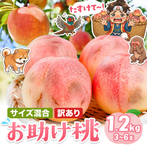 桃 お助け桃 サイズ不選別 訳あり 約1.2kg (3玉-6玉)《6月下旬-8月末頃出荷》【配送不可地域あり】 岡山県 浅口市 もも モモ 果物 青果物 くだもの フルーツ フードロス わけあり ご家庭用