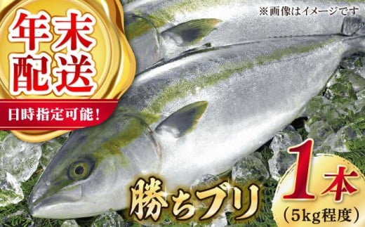 【12/29～12/31にお届け】【着日指定必須】 養殖 勝ち ブリ 1本 （約5kg） ぶり ブリ 鰤 ぶりしゃぶ 刺身 鮮魚 海鮮 魚 五島 五島列島 しゃぶしゃぶ 国産 新鮮 養殖 鍋 海鮮鍋 年末 正月 年内配送 年内発送 【カミティバリュー】 [RBP053]