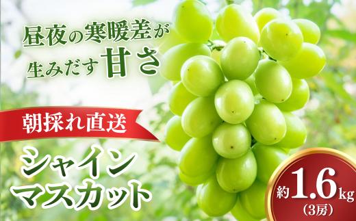 シャインマスカット【2026年9月上旬より順次発送・先行受付】【訳あり】もてぎ育ちのシャインマスカット 約1.6kg（3房）| シャインマスカット しゃいんますかっと ぶどう 葡萄 ブドウ フルーツ 果物 ギフト 贈り物 もてぎプラザ 栃木県 茂木町