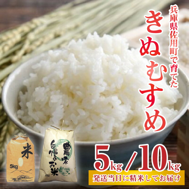 【ふるさと納税】【先行予約】新米 兵庫県佐用町で育てたきぬむすめ 5kg ／ 10kg 【2025年10月中旬頃から順次発送予定】 兵庫県産 きぬむすめ 減農薬米 精米 お米 特Aランク 選べる