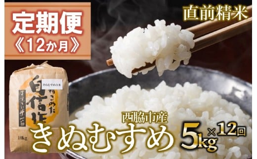 【定期便 12か月 きぬむすめ】白米5kg（12か月連続お届け）新米 2025年産  米 お米 米5㎏ お米5㎏ 兵庫県産 きぬむすめ キヌムスメ 西脇市産 定期 連続 12回 12か月 1年 令和7年産 精米 便利 らくちん ラク