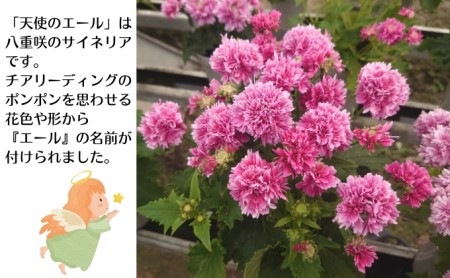 モリヒロ園芸が育てたサイネリア「世界に一つだけの花」セット