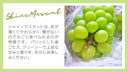 8月下旬発送 八千代町産 シャインマスカット 約1kg ブドウ 先行受付