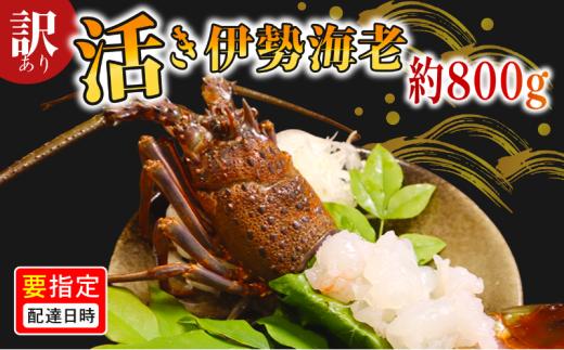 ＼最短7営業日以内発送／ 訳あり 活き伊勢海老 800g 伊勢エビ 海老 活 プリっぷり 生 活き 伊勢えび 九十九里 イセエビ エビ プリプリ ぷりぷり 特選 刺身 生食用 海鮮 新鮮 高級 人気 国産 天然 安全 安心 直送 お祝い ギフト おすすめ 送料無料 冷蔵 ふるさと納税 千葉県 旭市 株式会社 幻屋 mby002