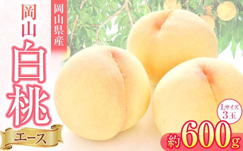 岡山県産 桃 岡山白桃 2024年 先行予約 エース 3玉×約200g 計600g Lサイズ 早生種・中生種 もも モモ フルーツ 果物 ギフト