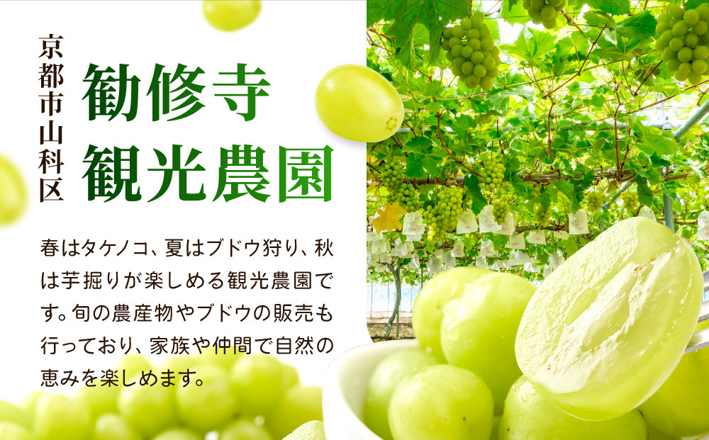 《先行予約 2026年8月下旬～9月発送》【勧修寺観光農園】不揃い訳あり 京都市産 シャインマスカット 2kg｜シャインマスカット 人気［ 観光農園 シャインマスカット ぶどう 不揃い 訳あり フルー