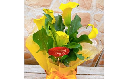 【 オンライン決済限定 】 母の日 カラー 鉢植え イエロー 5号 黄系 花 贈り物 お祝い 植物 季節 生花 フラワー ギフト 2025年5月から順次発送 静岡県 藤枝市