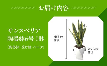 サンスベリア 6号鉢 観葉植物 植物 サンスベリア 人気 おしゃれ かわいい 初心者 枯れにくい 育てやすい お手入れ 室内 大鉢 中型 インテリア リビング 玄関 寝室 キッチン オフィス 店舗 プ