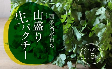 西条名水育ちの山盛り生パクチー1.5kg
