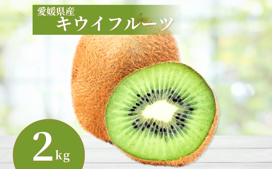 キウイ 2kg 愛媛 国産キウイフルーツ ヘイワード 【2025年11月発送】 数量限定 伊予市｜A20