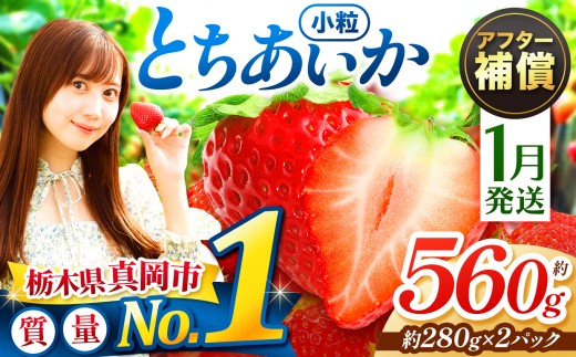 【先行予約】【1月発送】小粒 とちあいか 約560g （280g×2パック） | 1月 2月 3月 4月 |  果物 フルーツ 苺 イチゴ 2027年分   栃木県 真岡市 送料無料