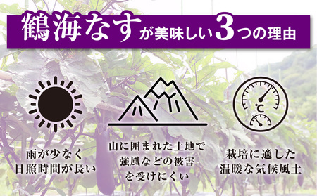 【2025年発送】鶴海なすとドレッシングのセット