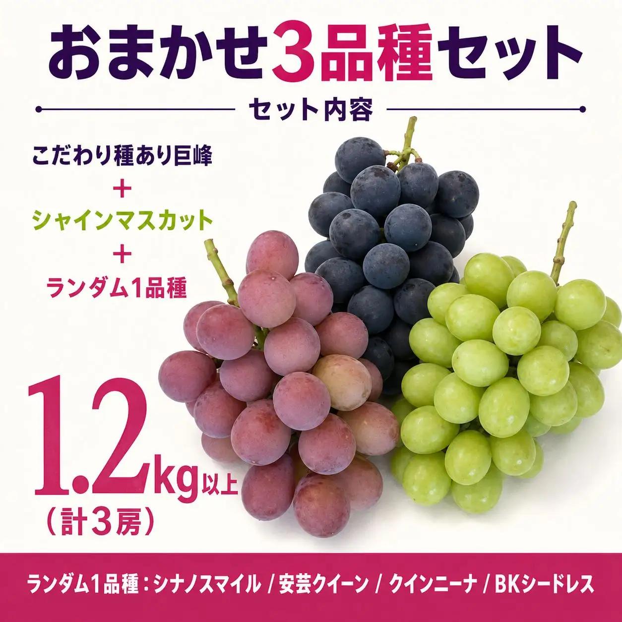 ぶどう 根本さんのお任せ３品種セット 巨峰 マスカット 約1.2kg | 完熟 葡萄　ぶどう 甘い 大粒 フルーツ 産地直送 栃木県 矢板市