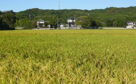 米 【選べる精米方法】【令和6年産】季長米10kg 熊本県産米 宇城市産米 精米 ブランド米