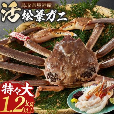 ふるさと納税 境港市 <11月中旬〜3月中旬発送予定><期間限定>活松葉ガニ 特々大 1.2kg以上
