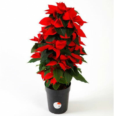 【ふるさと納税】【2025年11月発送】ポインセチア6号　ツリー仕立て【配送不可地域：北海道】【1330115】