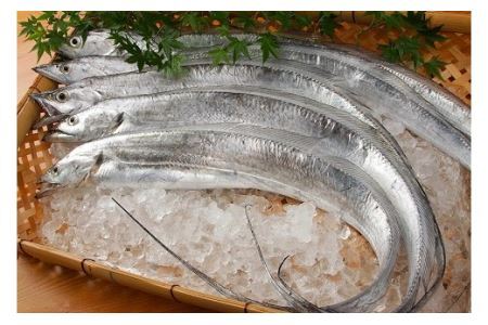 太刀魚 ドラゴンのしゃぶしゃぶとつみれの鍋セット（３人前）(B337-1)