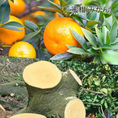 ふるさと納税 紀の川市 蜜柑の木のシャープペン　1本　フルーツの木の木軸ペン「Minori」 |  | 02