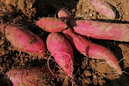 【先行予約受付中】 紅はるか 3kg 農薬 化学肥料 不使用 さつまいも 芋 いも 紅はるか 高知県産 甘い 詰め合わせ 