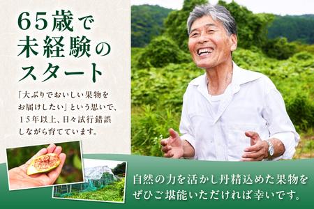 【先行予約】浜田のいちじく懐かしの味！長浜唐柿（蓬莱柿）生食用 約2kg 8月下旬から発送【113_2058】
