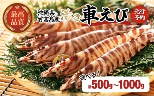 
                  【内容量が選べる！】竹富島産 車えび 活車えび 500g〜1kg  【 海老 車エビ エビ 車海老 竹富島産】008-a010-a012
                