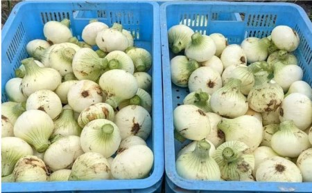 【先行予約】【全3回】玉ねぎとスイートコーンの定期便 / 玉ねぎ とうもろこし [IAO015]