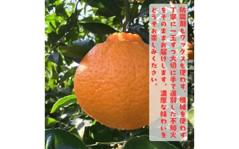特選 濃厚 不知火 (通称デコポン)  約5kg+200g(傷み補償分) ※2027年1月下旬～3月下旬に順次発送【ard259】