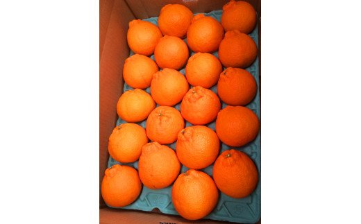  果肉プリプリ♪ 完熟紀州デコ(不知火) 約5kg　※2025年2月中旬頃～2025年3月中旬頃に順次発送予定(お届け日指定不可)/ 果物 フルーツ くだもの ミカン 不知火 デコポン 【uot707