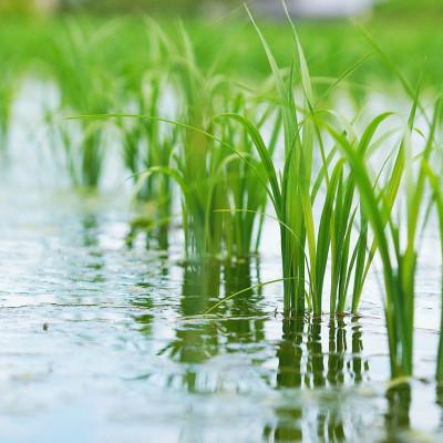 ふるさと納税 伊是名村 【2026年7月から順次発送・数量限定】尚円の里 伊是名産ひとめぼれ精米 3kg×1袋 |  | 03