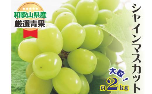 大人気 シャイン マスカット 約2kg (4～5房)【2026年8月上旬～8月下旬頃発送予定】/ 和歌山県 かつらぎ町 産地直送 マスカット ぶどう 葡萄 甘い ジューシー 高糖度 2026年【A216-frks112】