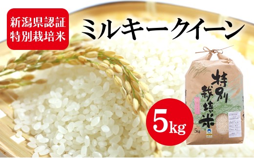 
            令和7年度産　新潟県認証特別栽培米 ミルキークイーン 5kg お米 白米 ライス 精米 ご飯 新潟県産 新潟市産 おにぎり お弁当 和食 ブランド米 低アミロース 粘り モチモチ 硬くなりにくい 
          